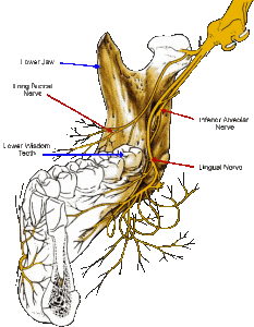 9b Inferior20Alveolar20and20Long20Buccal 233x300 1